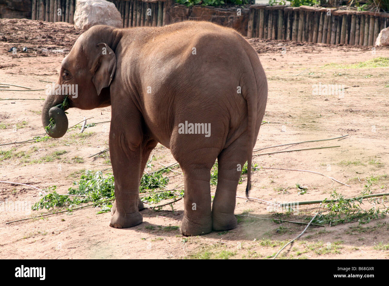 Asian, Asiatic, Indian Elephant (Elephas Maximus) [Chester Zoo, Chester, Cheshire, England, Great Britain, United Kingdom].    . Stock Photo