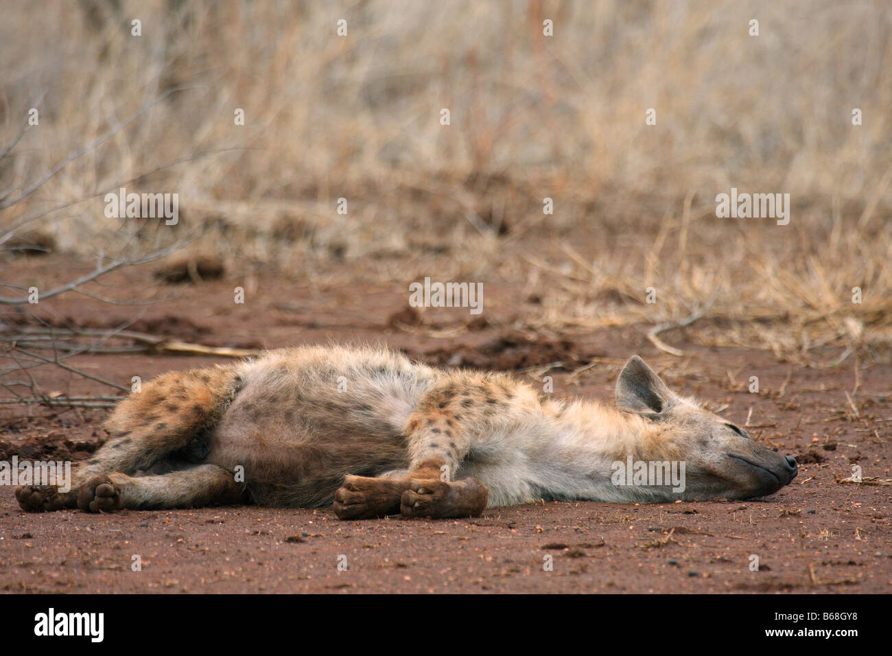 spotted hyaena sleeping Stock Photo