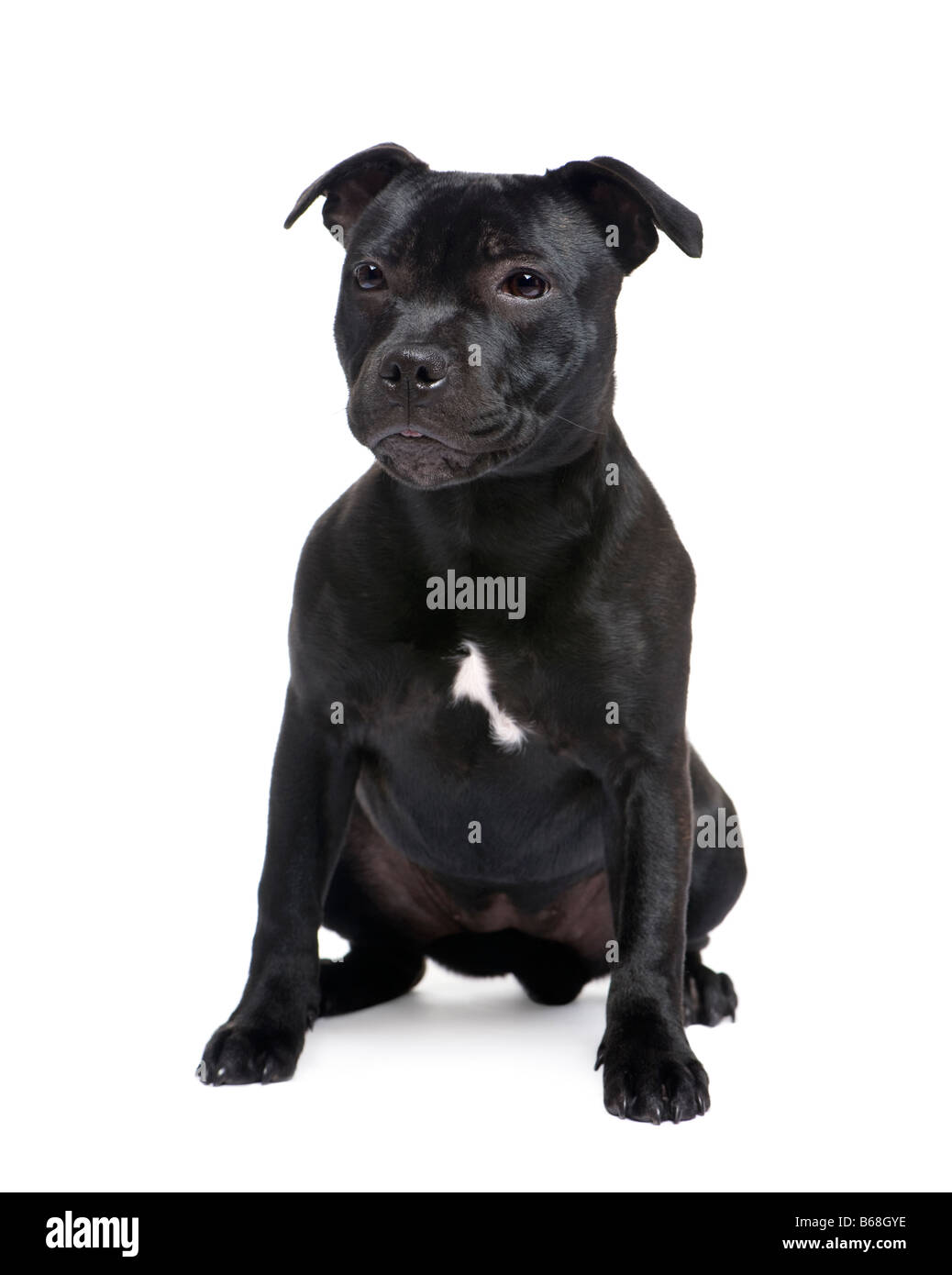 Staffie coat hi-res stock photography and images - Alamy