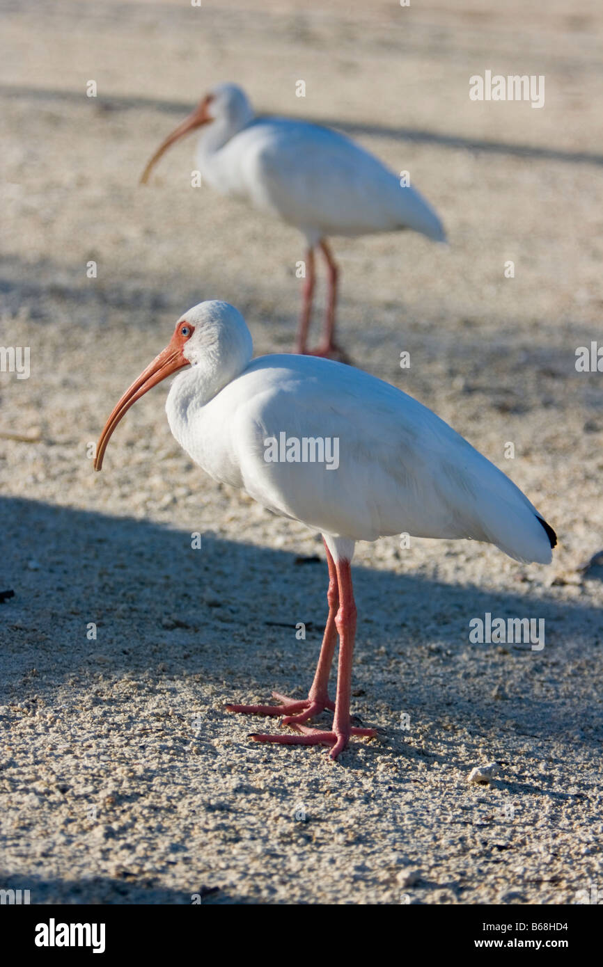 Pair of ibises Stock Photo