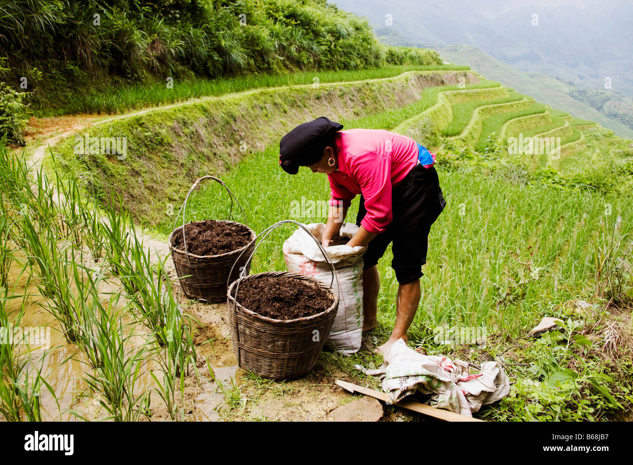 Side profile of a mature woman working in a field, Jinkeng Terraced Field, Guangxi Province, China Stock Photo