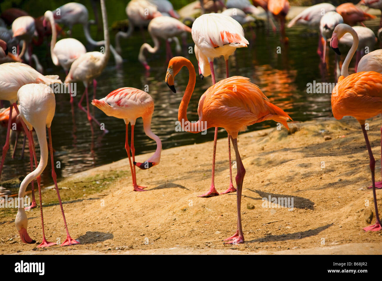 Flamingoes at a riverside, Xiangjiang Safari Park, Guangzhou, Guangdong Province, China Stock Photo