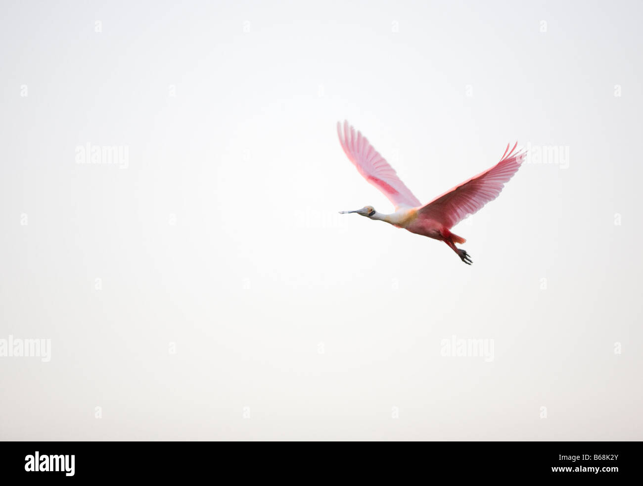 TAMPA, FLORIDA; MARCH 12 2008: A roseate spoonbill flies toward its roost on Tampa Bay, Florida. Stock Photo