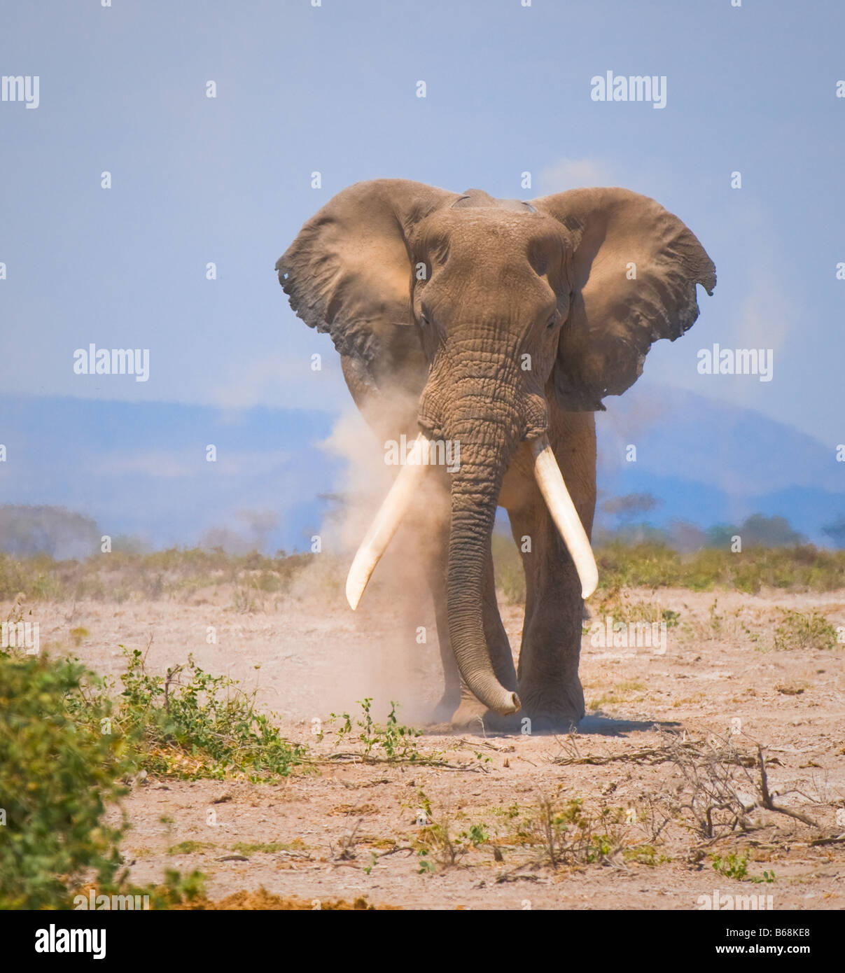old elephant amboseli national park kenya Stock Photo