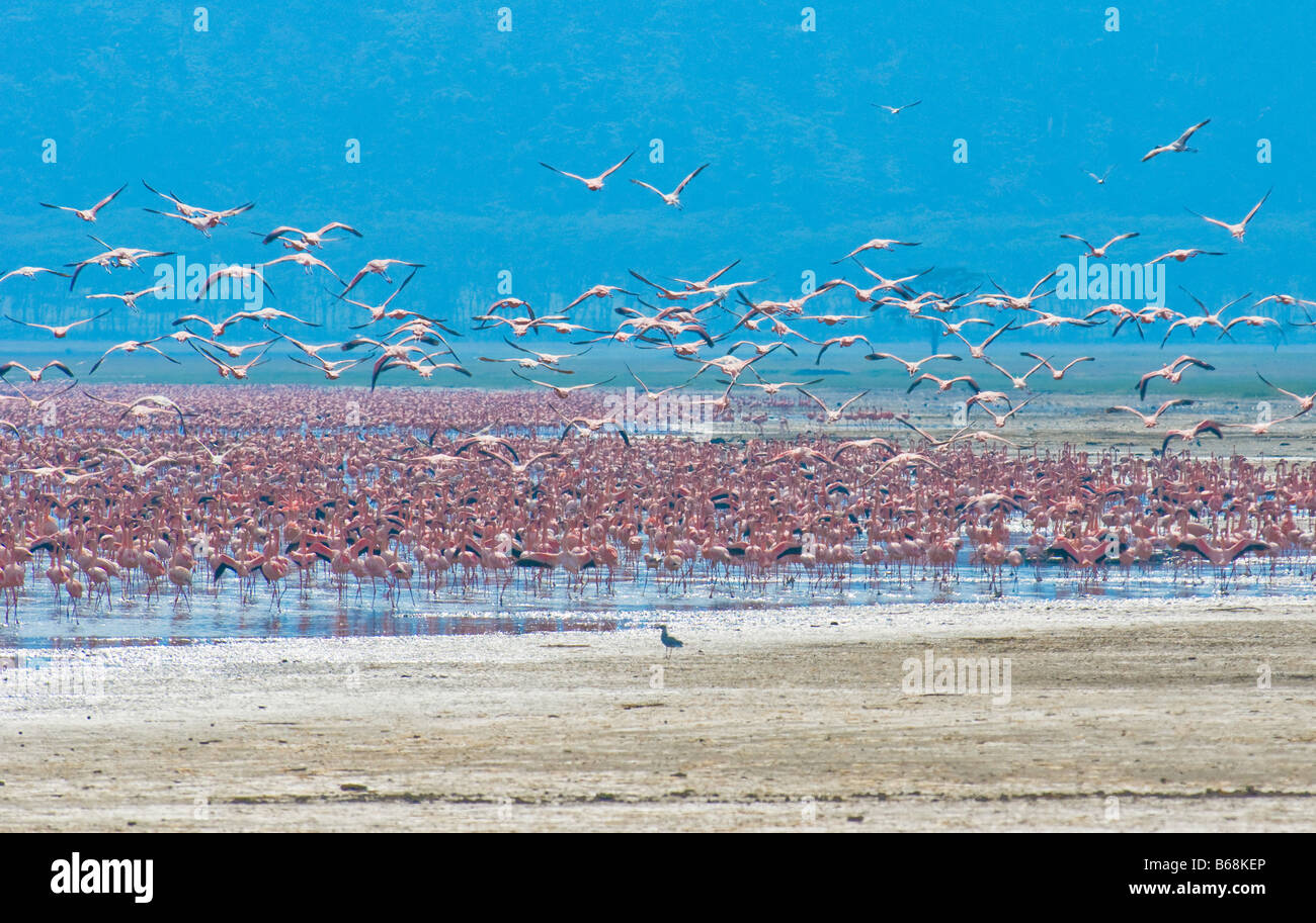 flocks of flamingo lake nakuru kenya Stock Photo