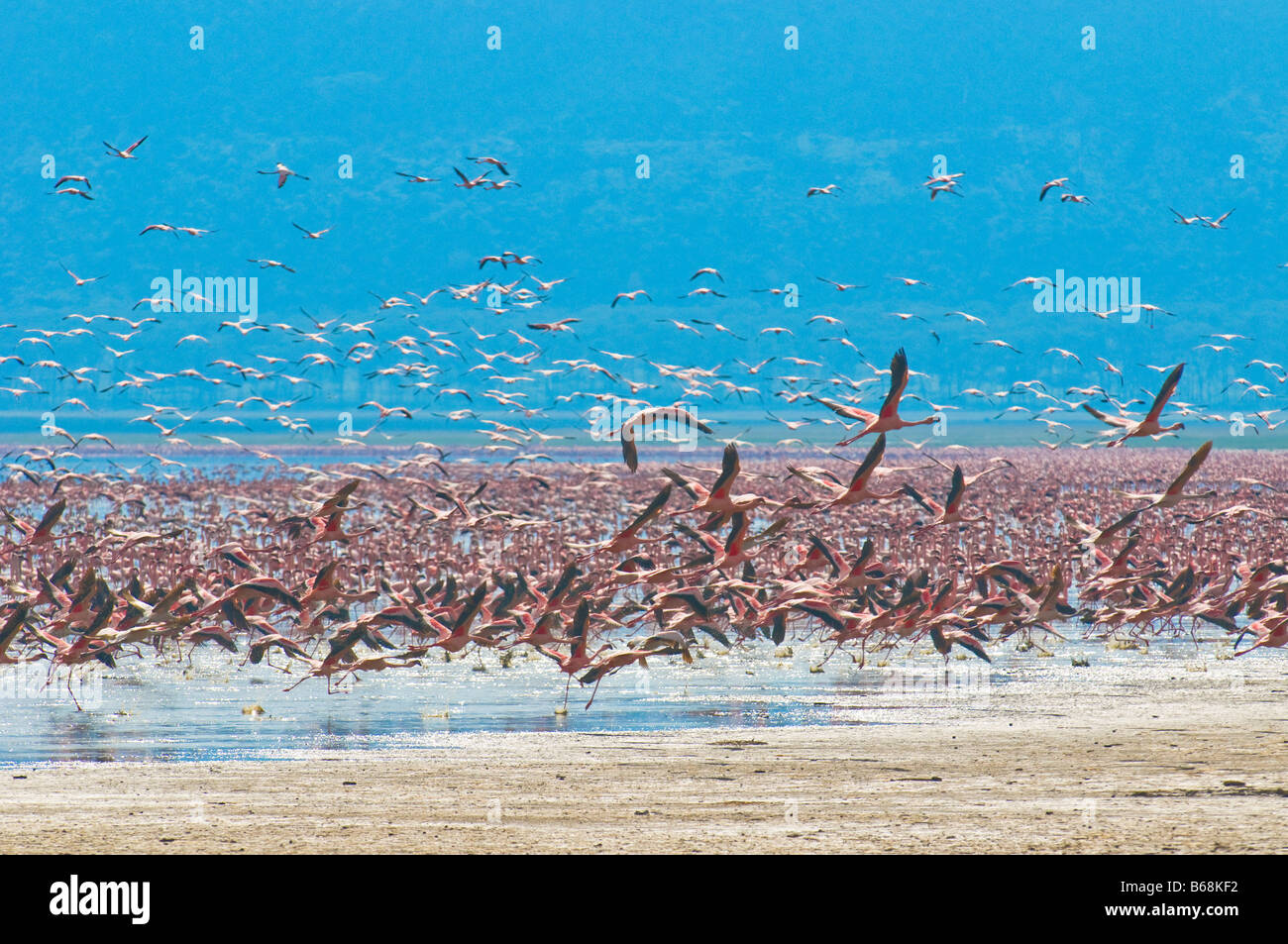 flocks of flamingo lake nakuru kenya Stock Photo