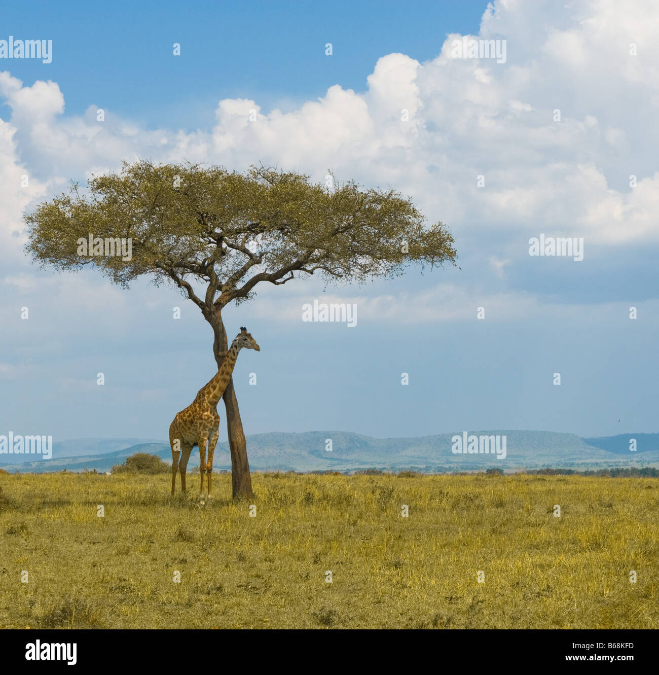 giraffe and a tree masai mara kenya Stock Photo