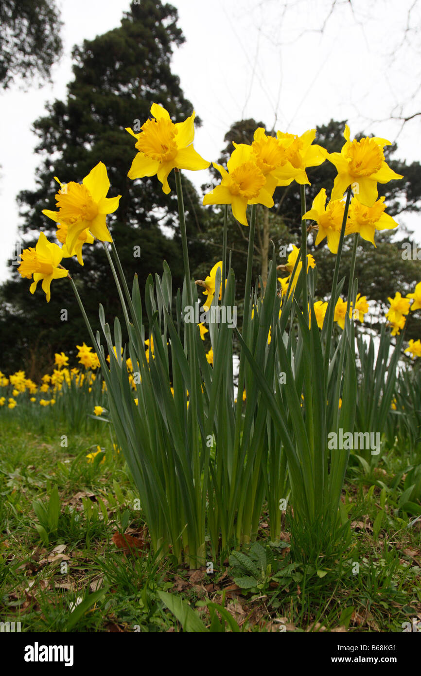Daffodils wales hires stock photography and images Alamy