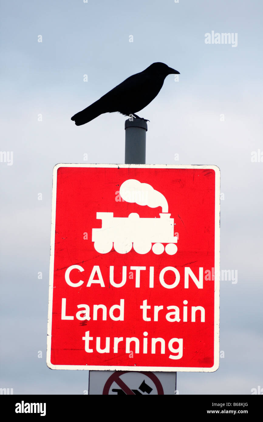 Carrion Crow, Corvus corone corone, perched on a sign saying 'CAUTION Land train turning', Swansea, Wales, U.K. Stock Photo
