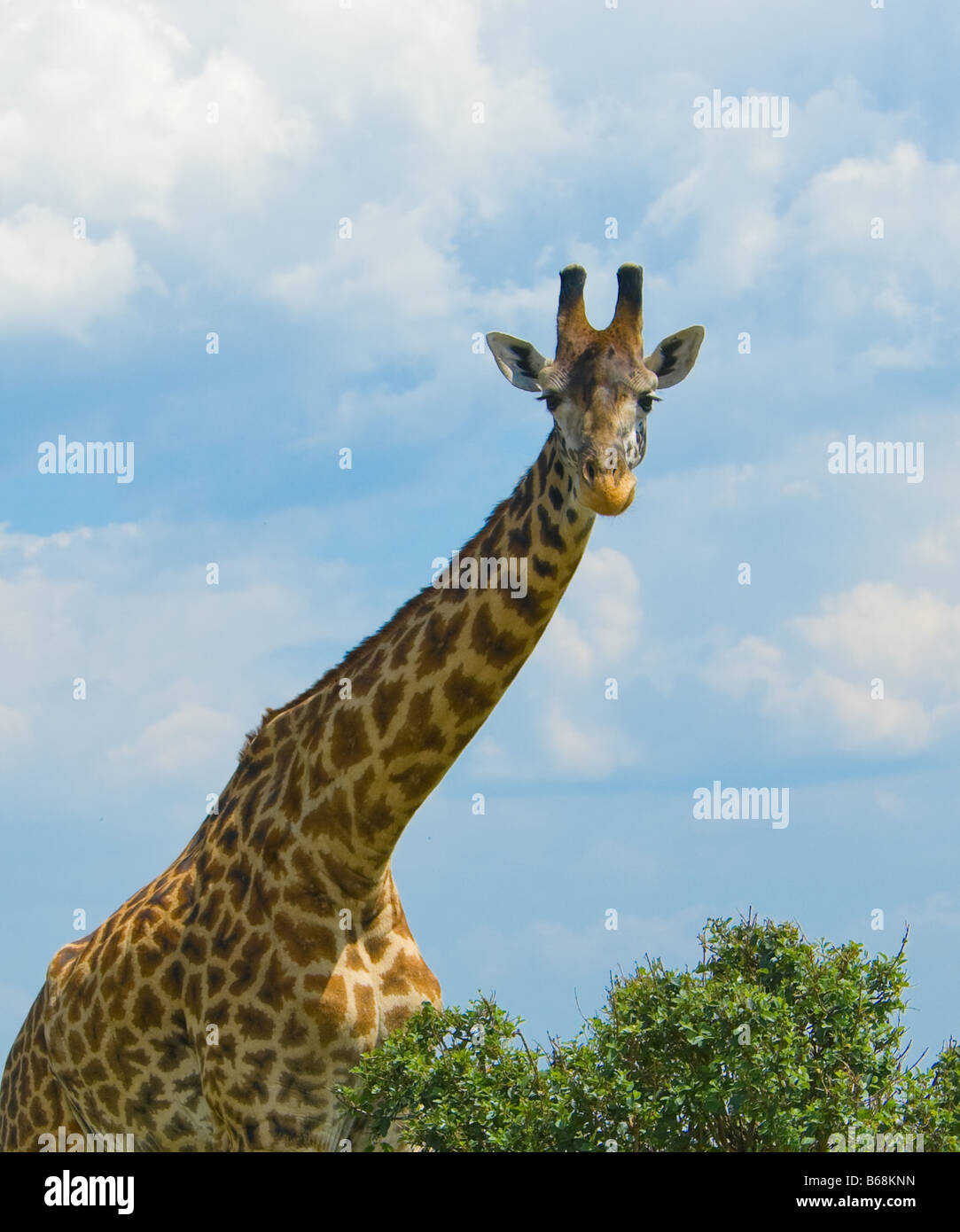head of giraffe over blue sky Stock Photo