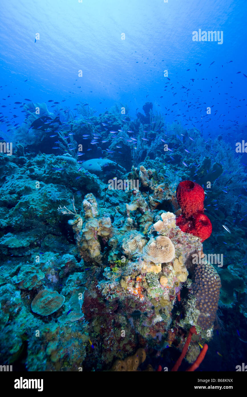 Cayman Islands Little Cayman Island Underwater View Of Coral Reef