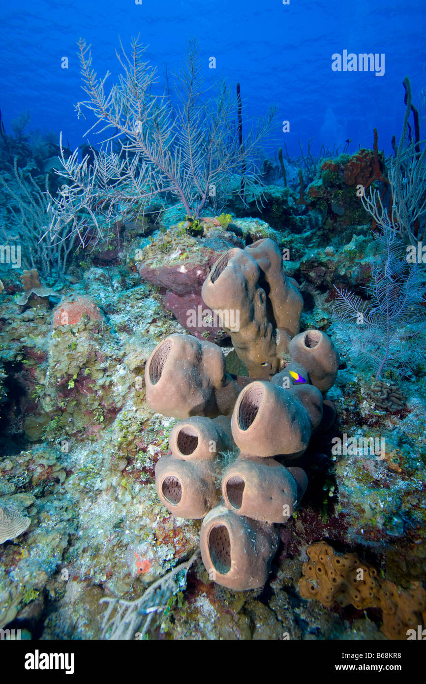 Cayman Islands Little Cayman Island Underwater view of Coral reef along Bloody Bay Wall Stock Photo