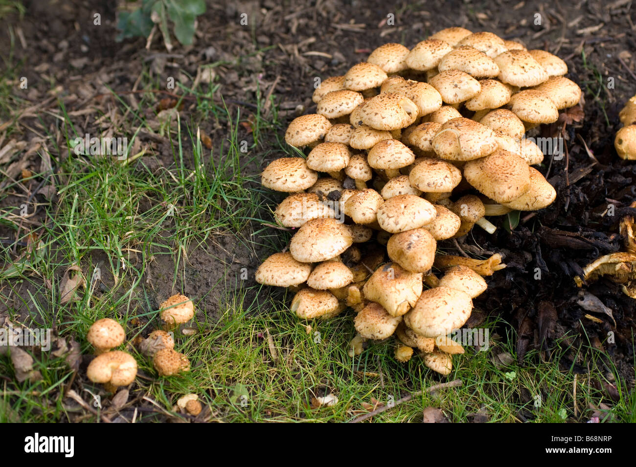 Wild fungi mushrooms or toadstools in autumn (fall) Stock Photo