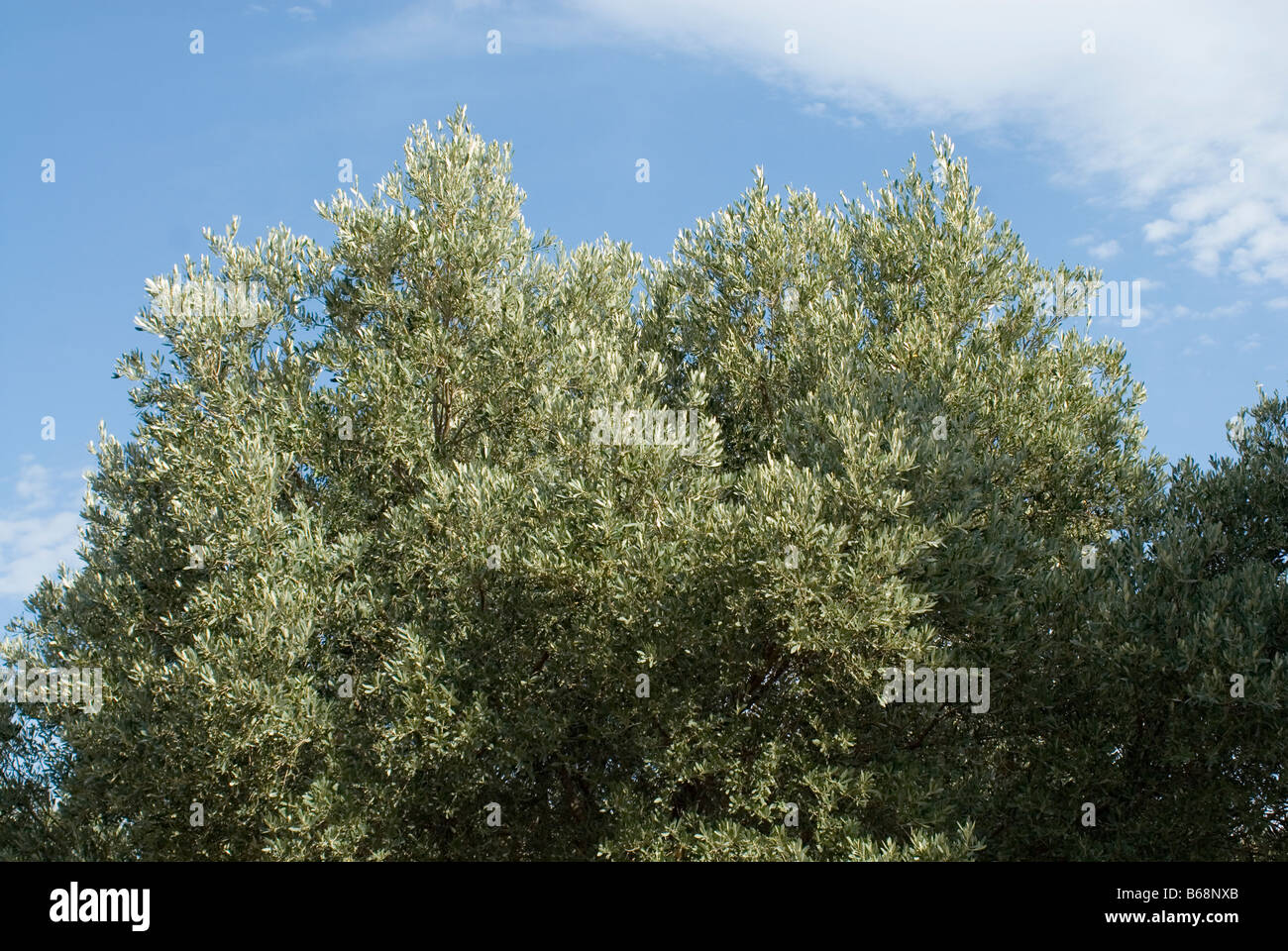 Olive tree farm Cut Out Stock Images & Pictures - Alamy