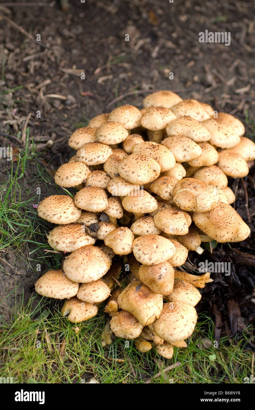 Wild fungi mushrooms or toadstools in autumn fall Stock Photo