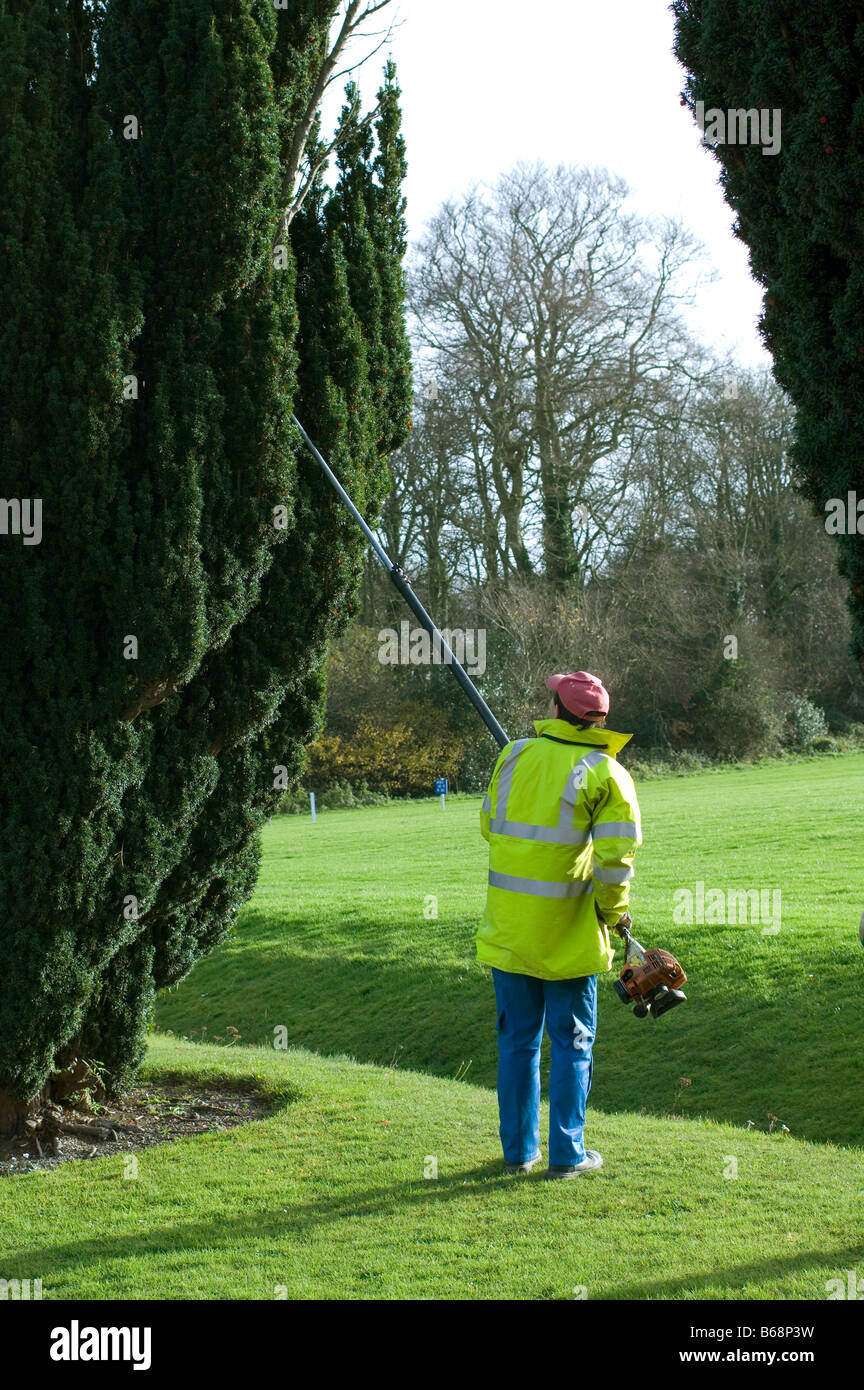 Pruning dead wood out of a high yew tree with a long handled power saw