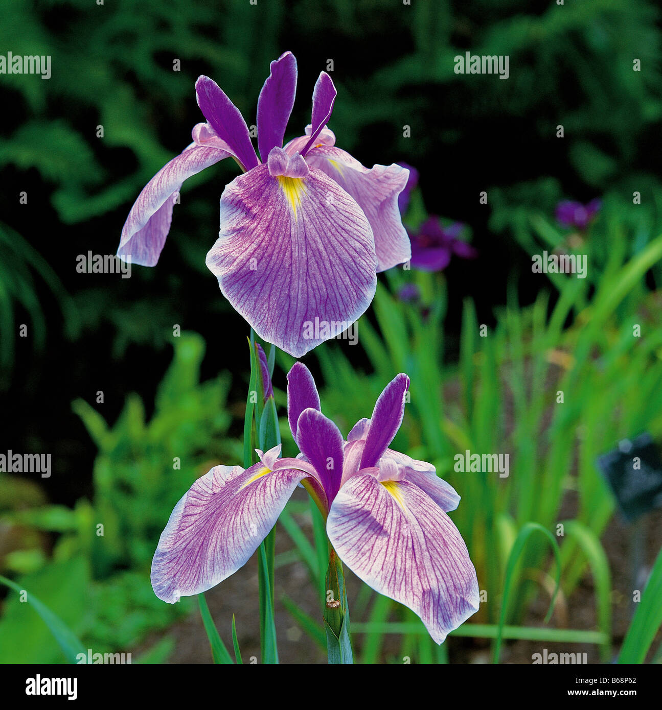 Iris ensata Forisode sugata flowering in a Bog garden at Wakehurst Place Stock Photo