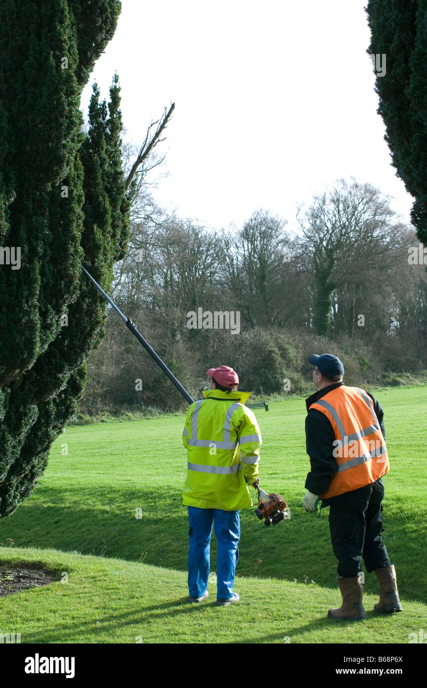 Pruning dead wood out of a high yew tree with a long handled power saw