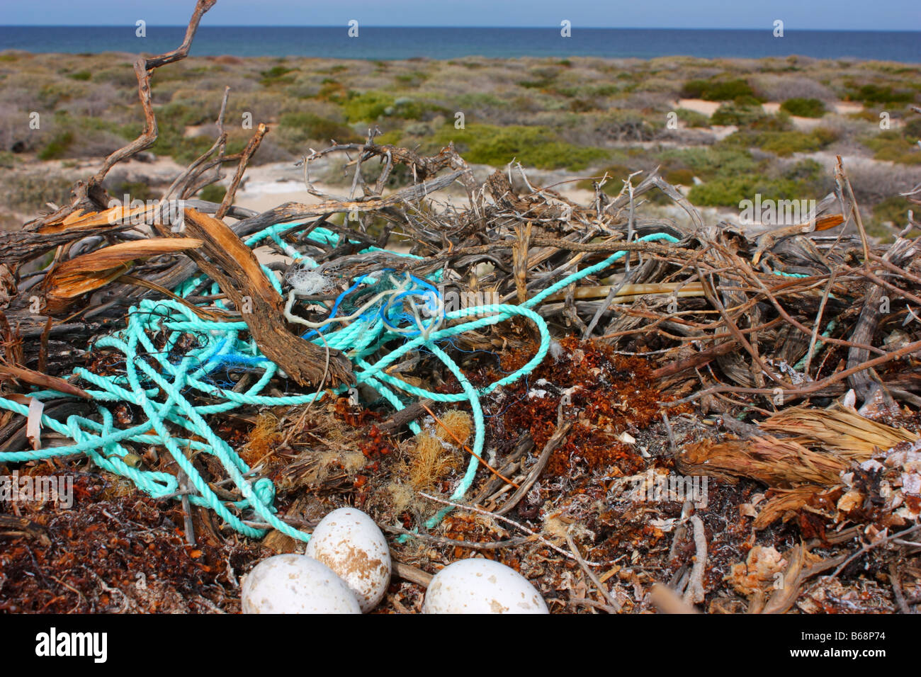 a n osprey nest on the abrolhos islands Stock Photo