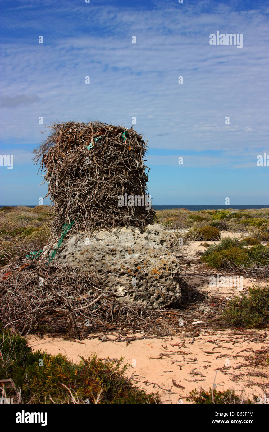 a sea ospreys nest on east wallabi island Stock Photo