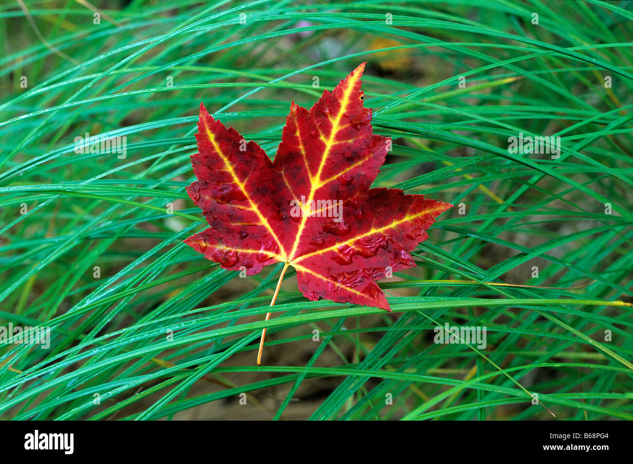 Maple leaf rests on meadow grass in Fall The Big Meadow Acadia National Park Maine USA Stock Photo
