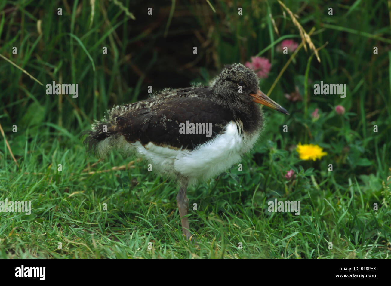 Juvenile oyster catcher hires stock photography and images Alamy
