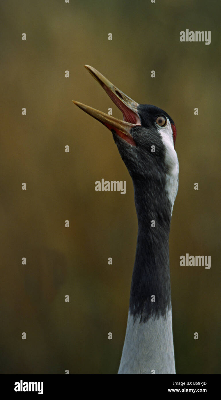Portrait of a calling crane Stock Photo Alamy