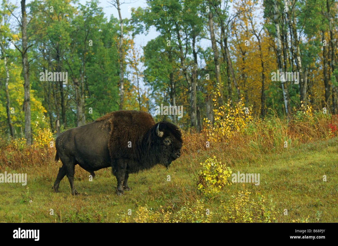 A bison surrounded by the indian summer Stock Photo