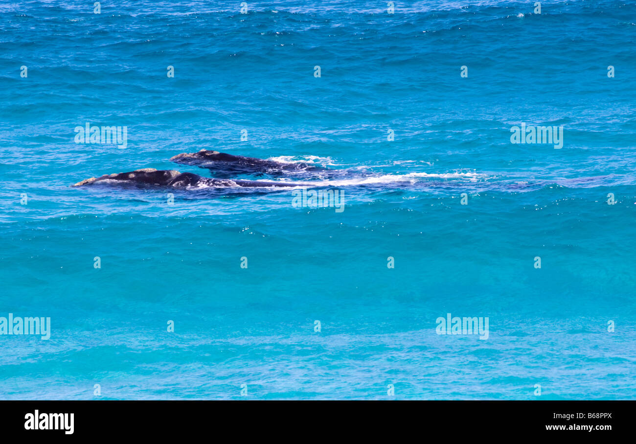 Southern right whales calves hi-res stock photography and images - Alamy
