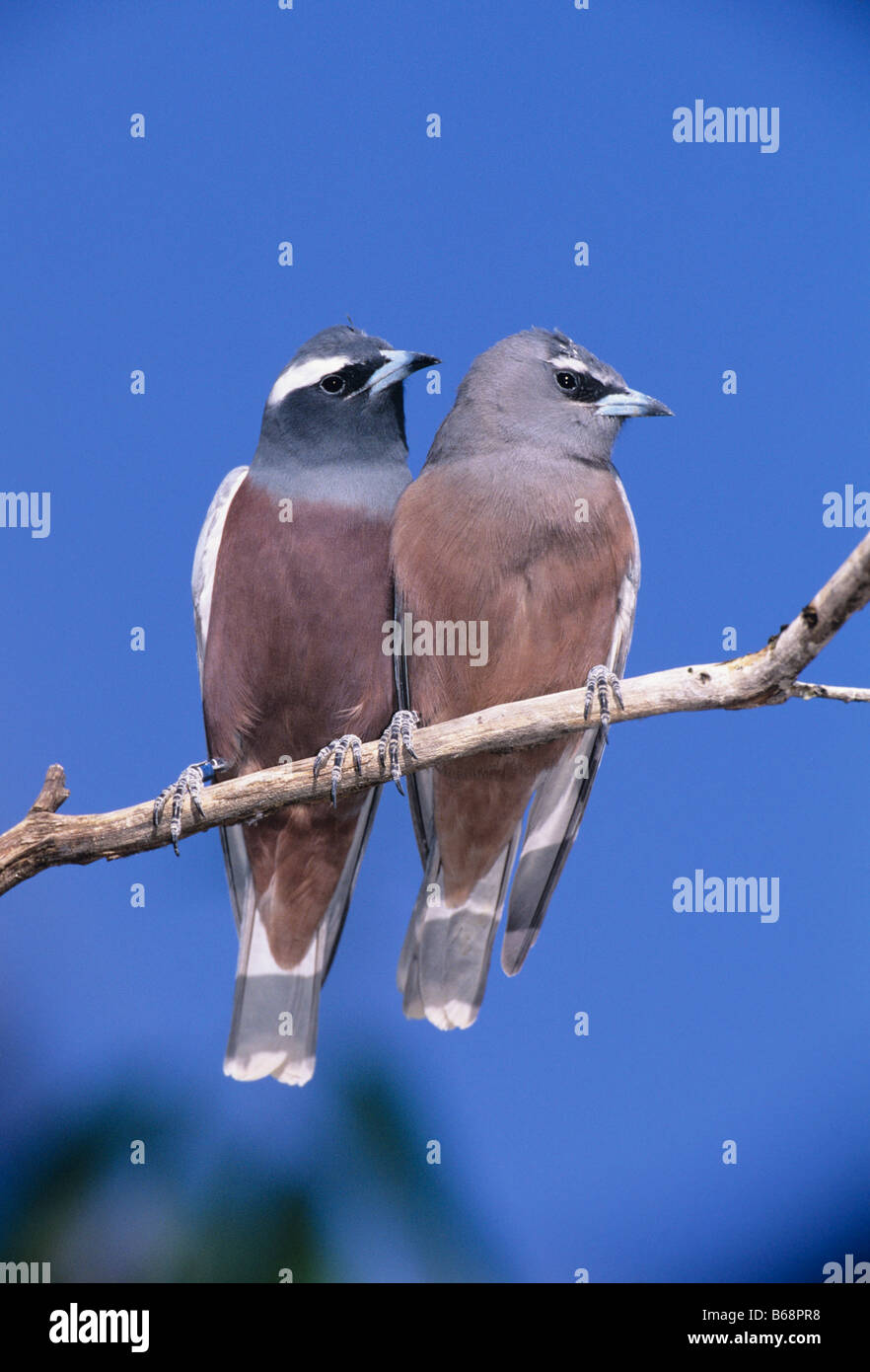 White browed Woodswallow Artamus superciliosus Photographed in Queensland Australia Stock Photo