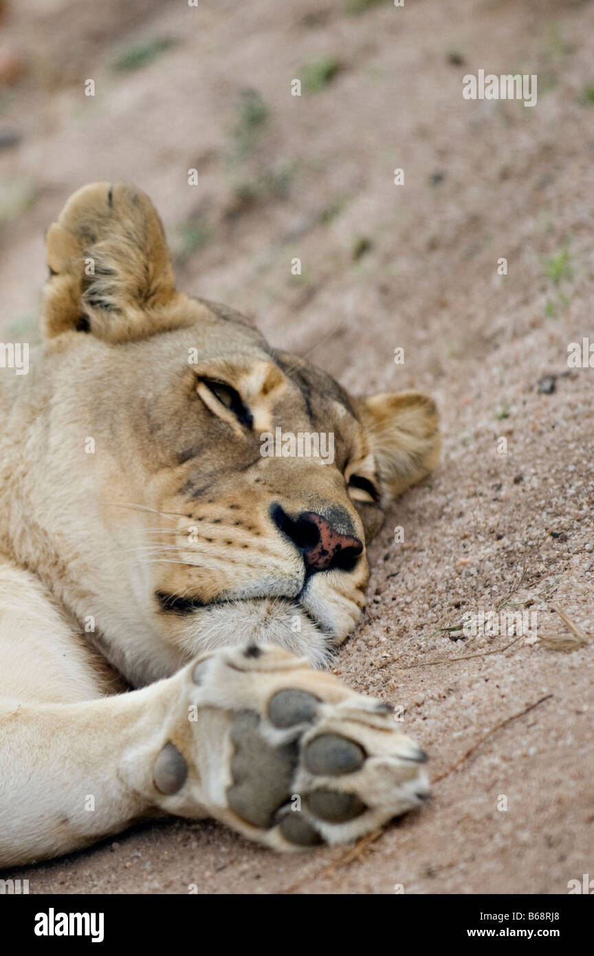 sleepy lioness Stock Photo