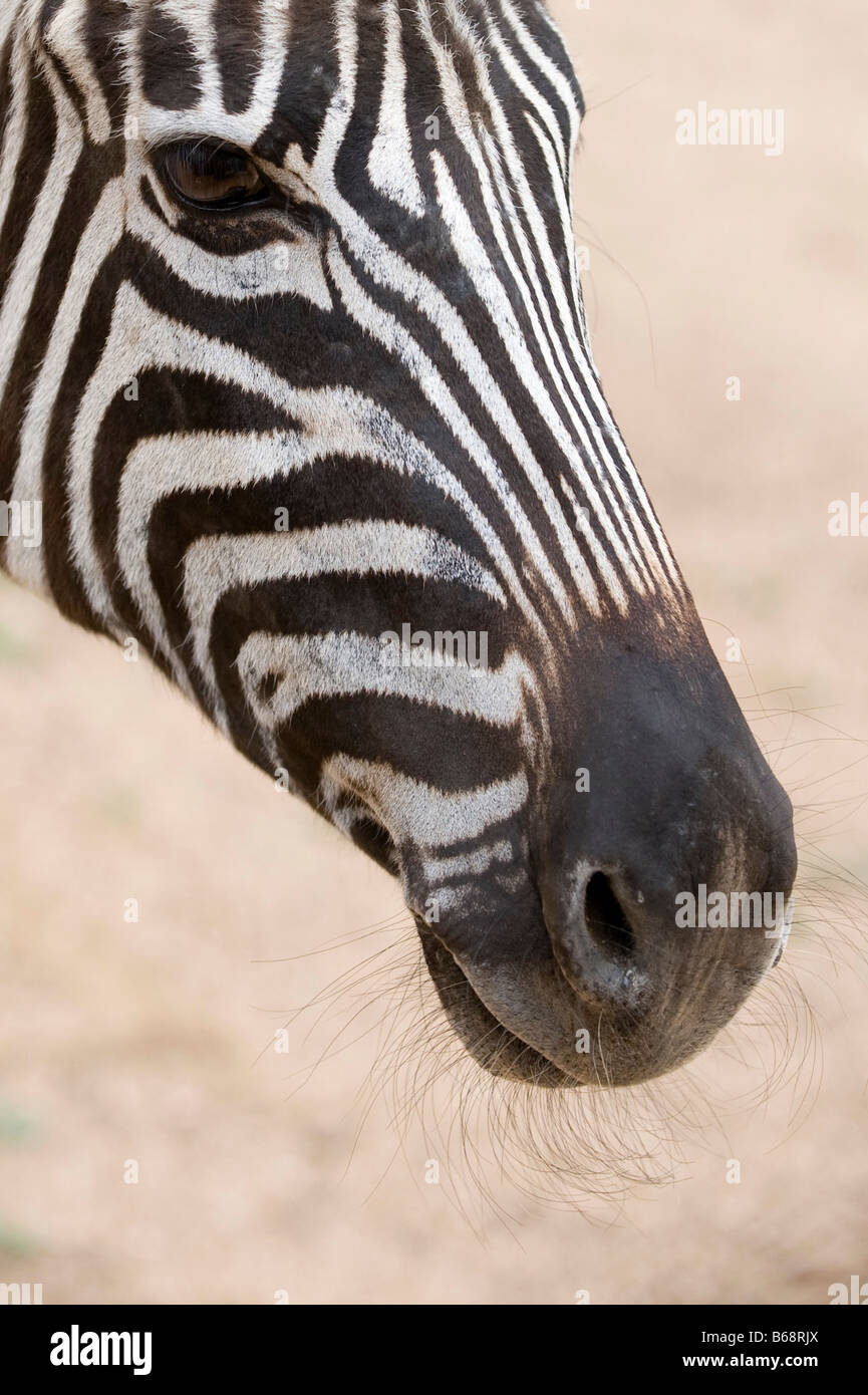 portrait of a zebra Stock Photo