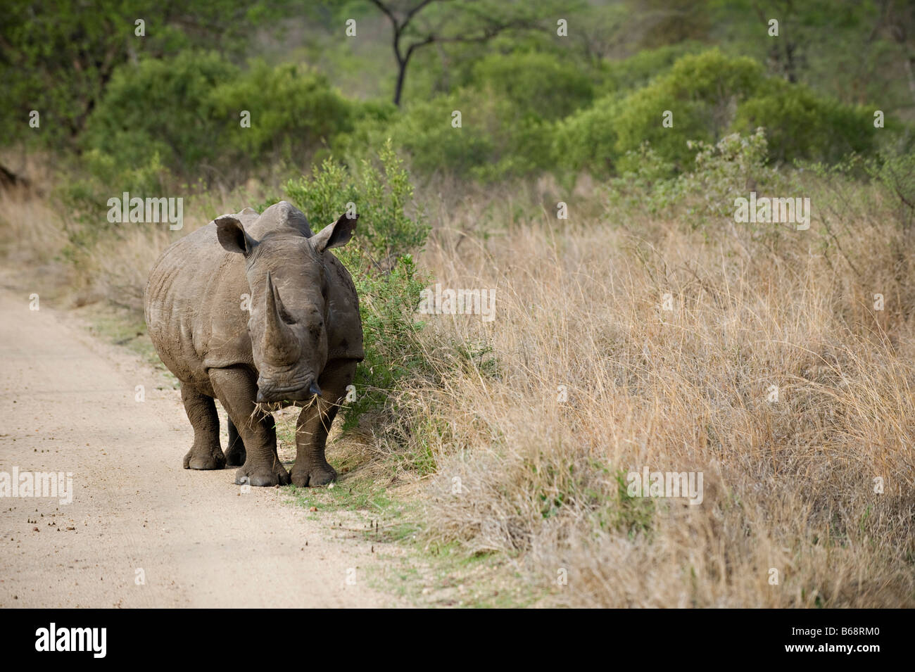 rhino on safari Stock Photo