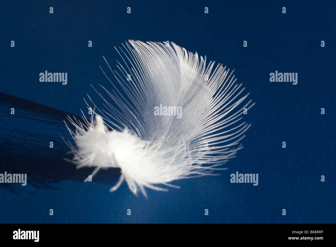 A delicate white feather Stock Photo