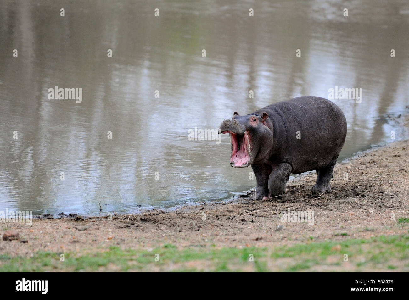 Young Hippo Stock Photo