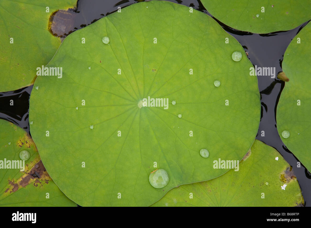 Green lotus leaves floating in a shallow pond Stock Photo - Alamy