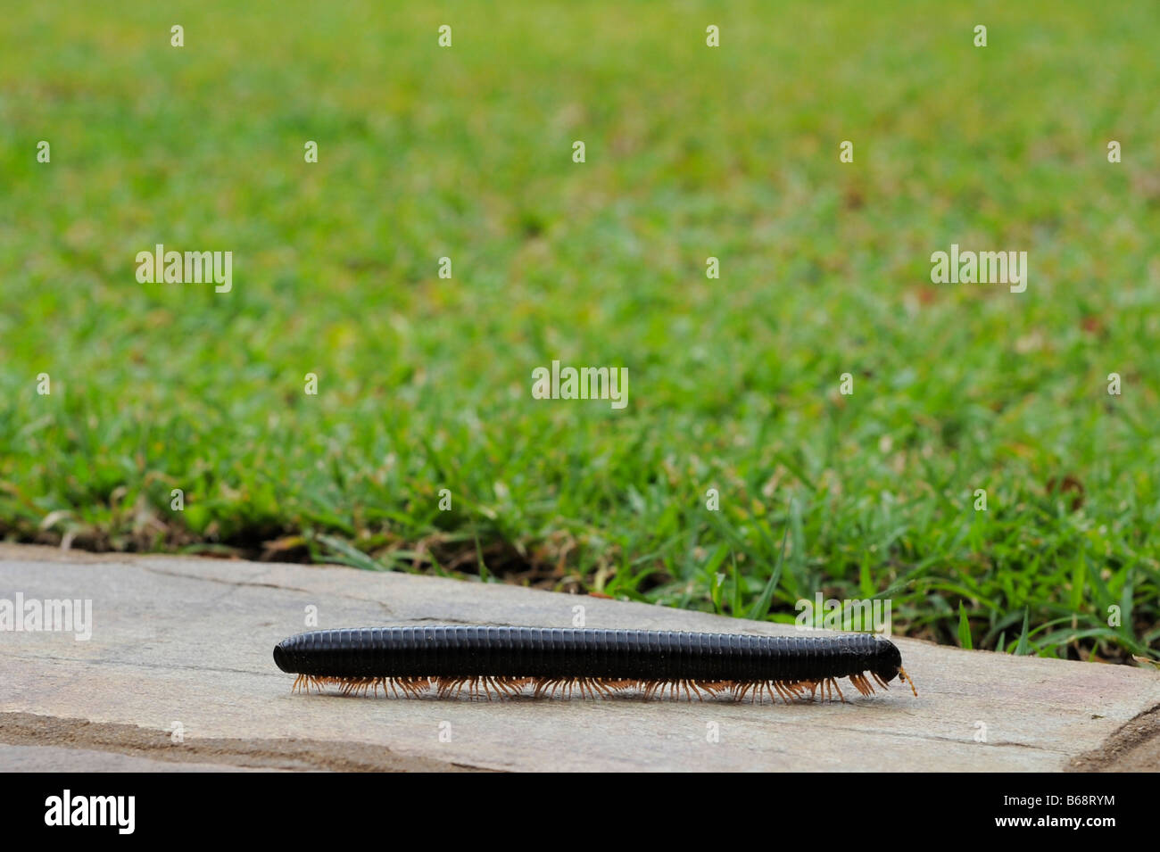 giant african millipede Stock Photo
