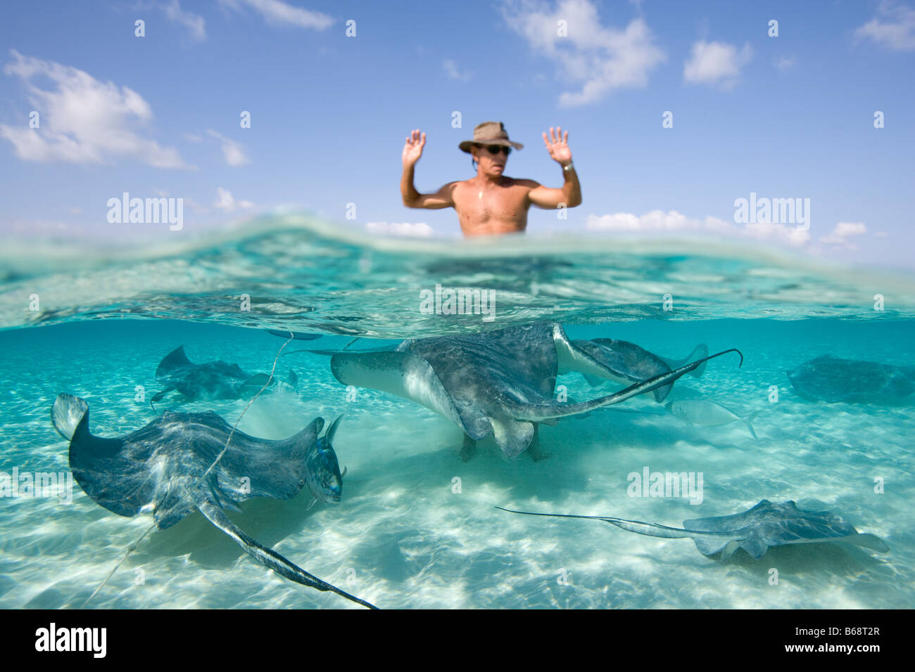 Cayman Islands Grand Cayman Island Underwater view of Southern Stingray