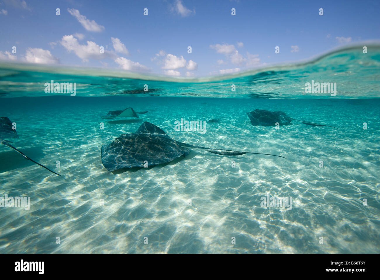 Cayman Islands Grand Cayman Island Underwater view of Southern Stingray