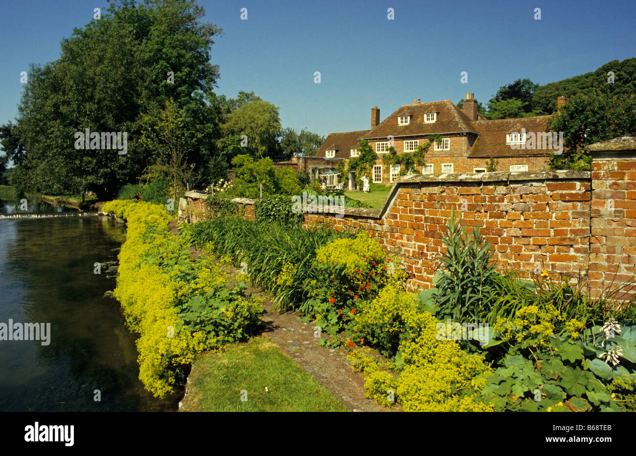 Lady's Mantle (Alchemilla mollis) planted on banks of the Salisbury Avon, Enford Grange, Wiltshire, UK. Stock Photo