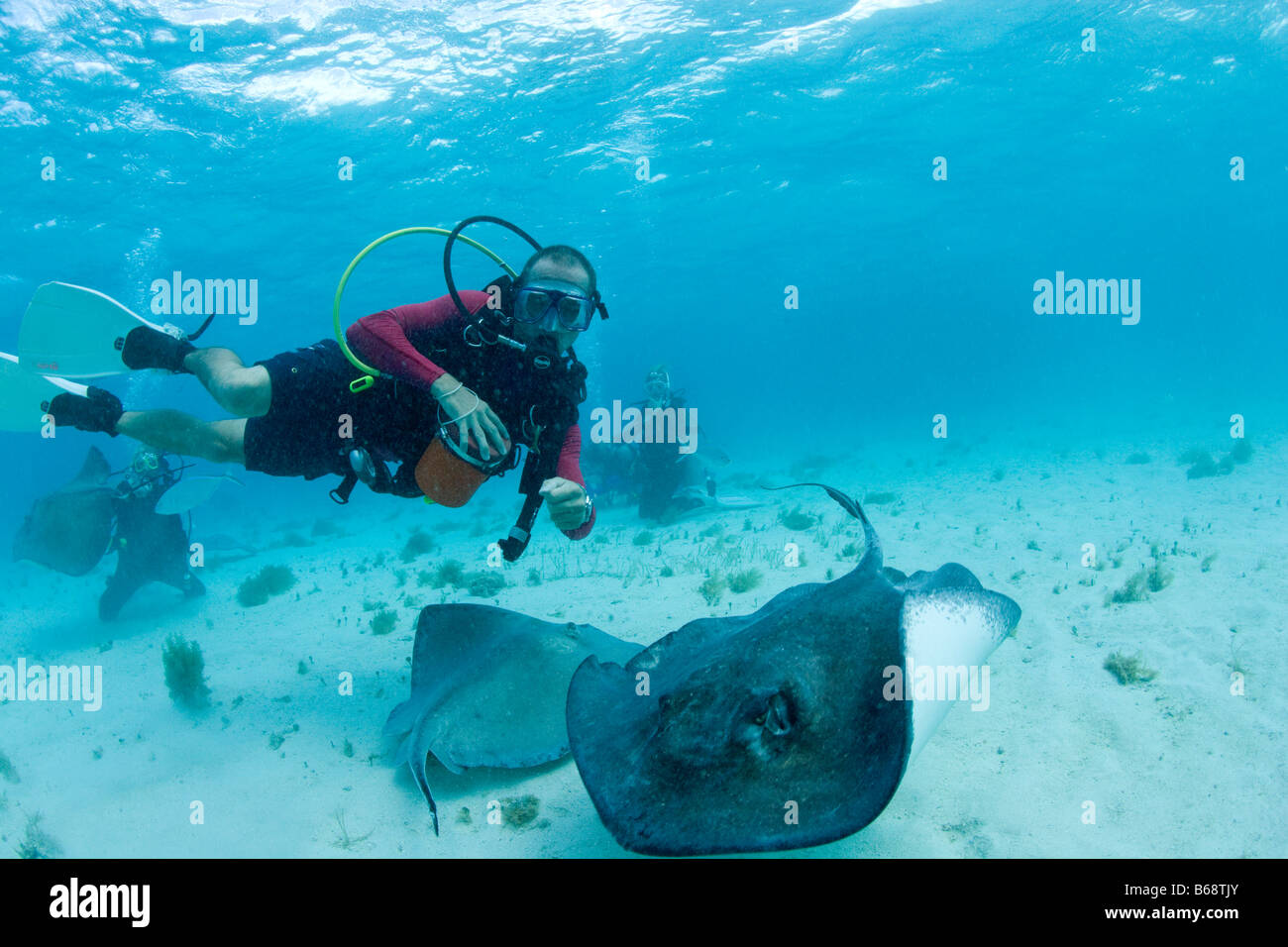 Cayman Islands Grand Cayman Island MR Underwater view of Scuba divers