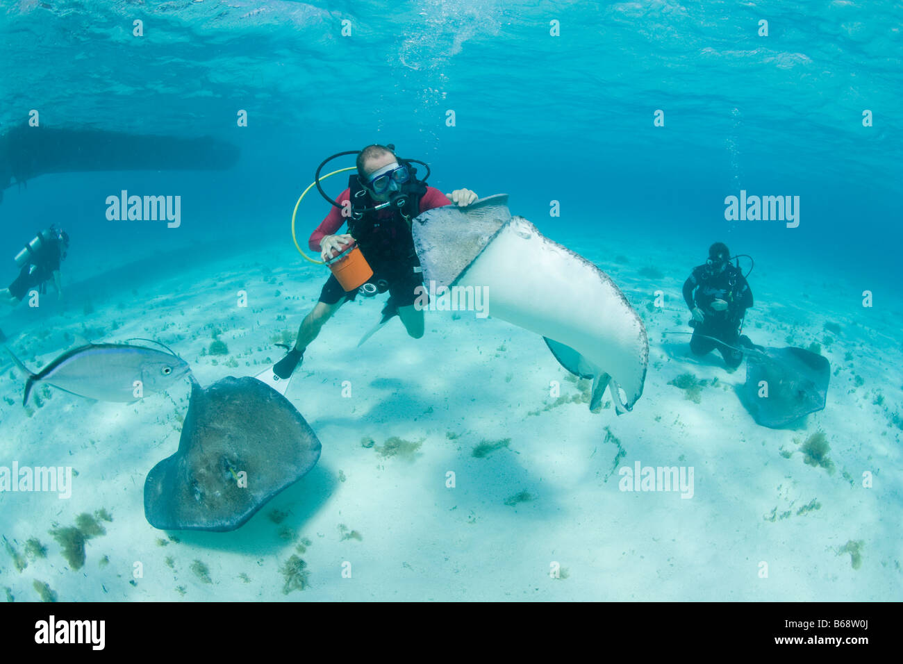 Cayman Islands Grand Cayman Island MR Underwater view of Scuba divers