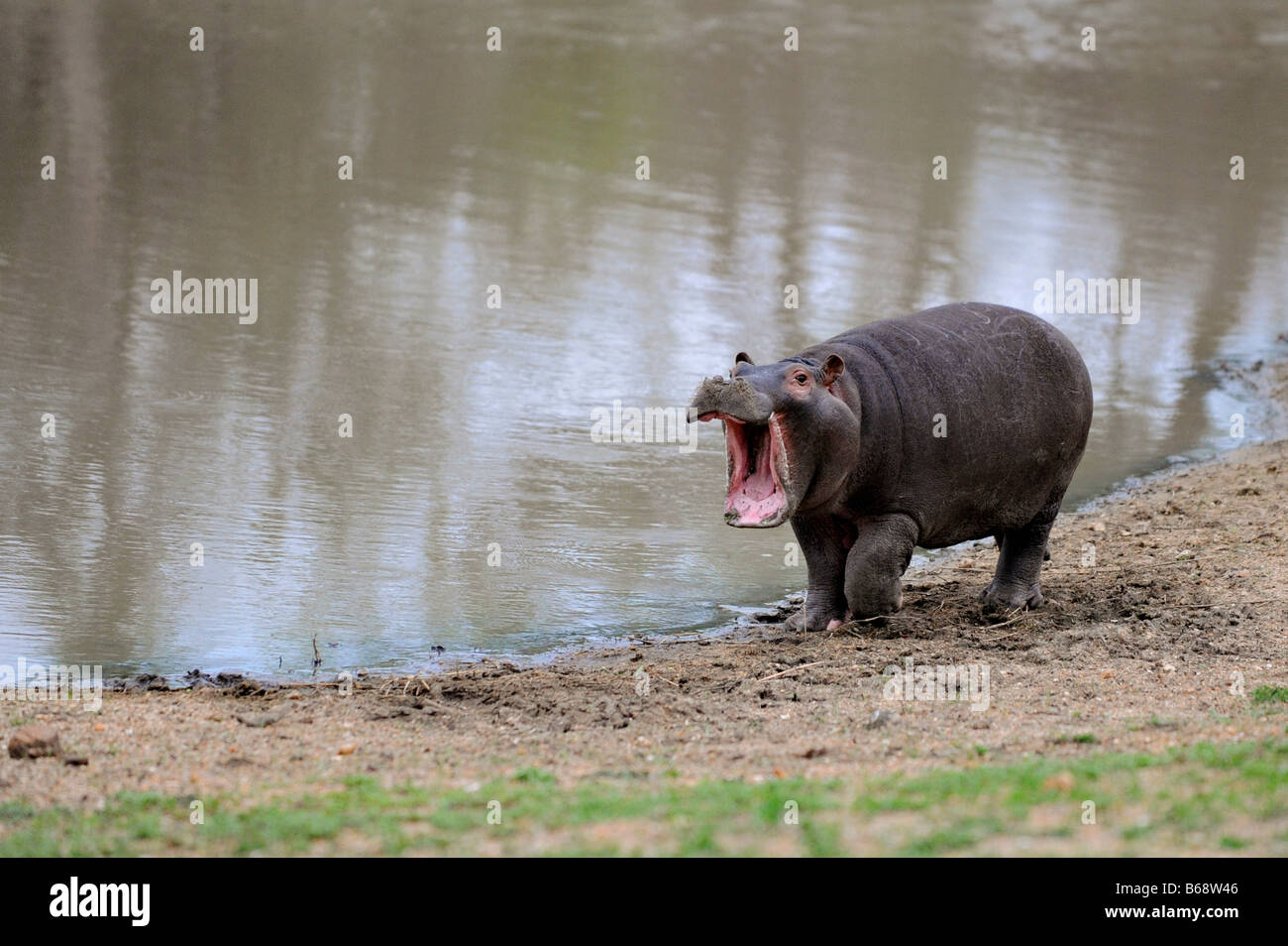 Hippopotamus Predator Stock Photos & Hippopotamus Predator Stock Images