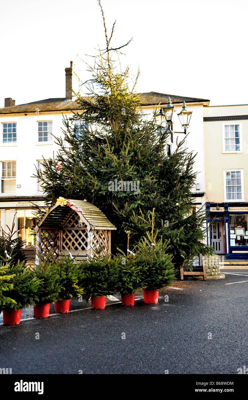Christmas Trees, Coggeshall, Essex, England Stock Photo