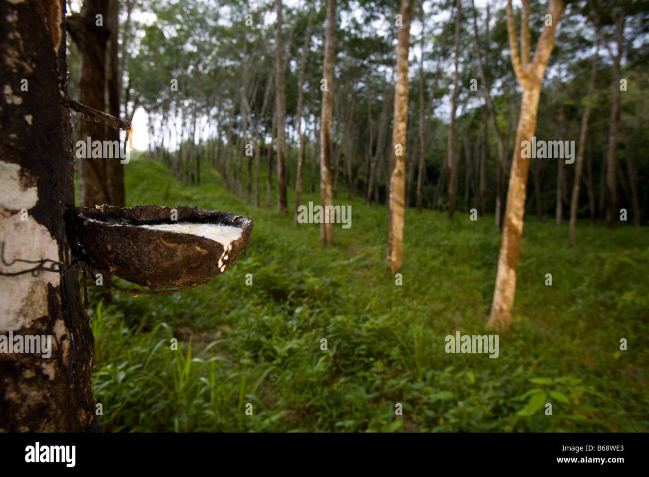 Latex being collected from an incised rubber tree Stock Photo Alamy