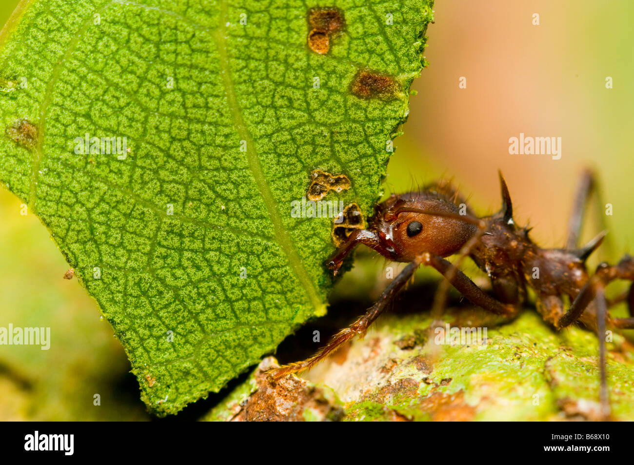 LEAF-CUTTER ANT with leaf Atta sp. Amazonian Rainforest, Loreto, Peru Stock Photo