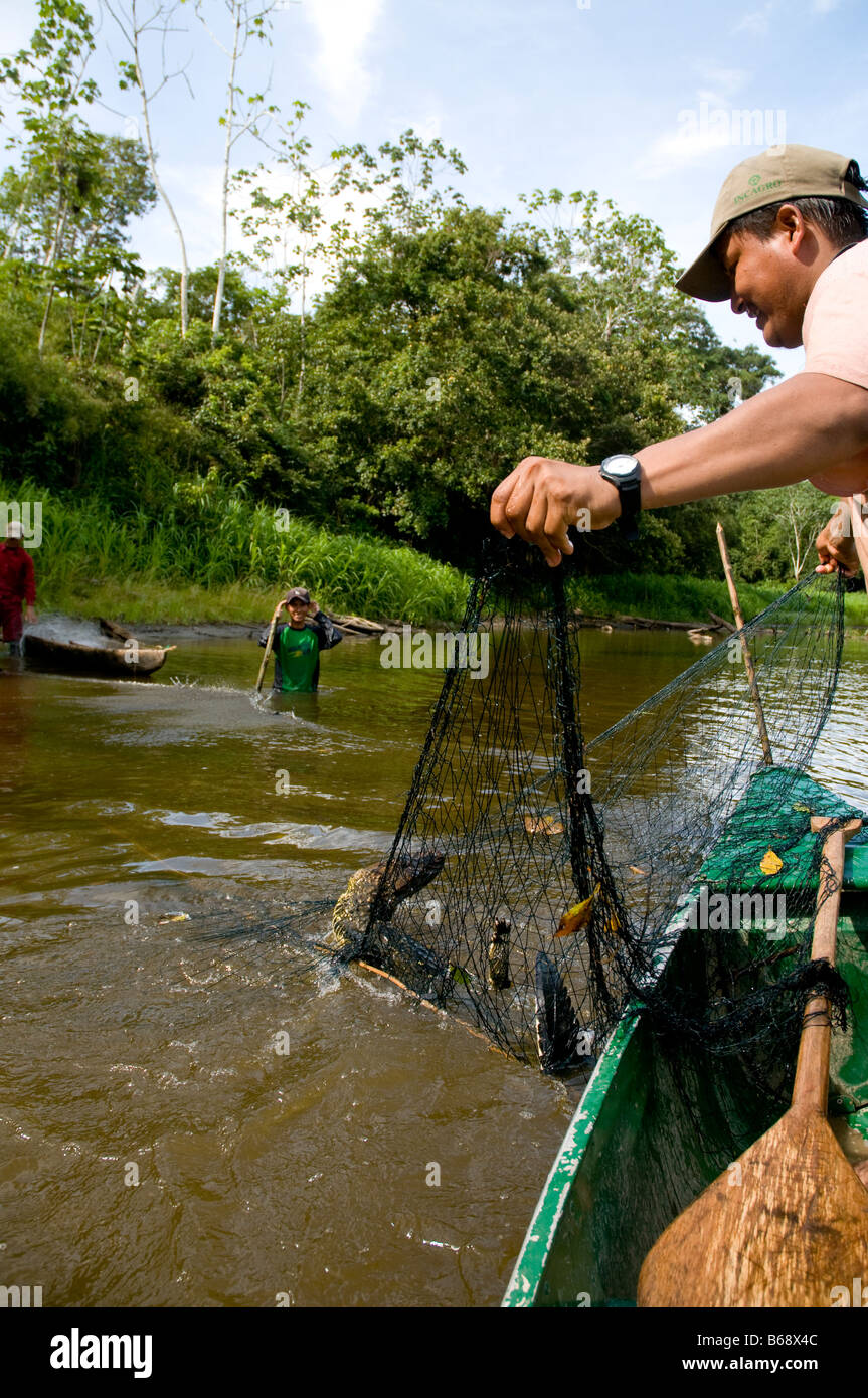 Caiman accidentally caught in a net Pacaya Samiria National Reserve, Amazonian Peru. Common Caiman Stock Photo