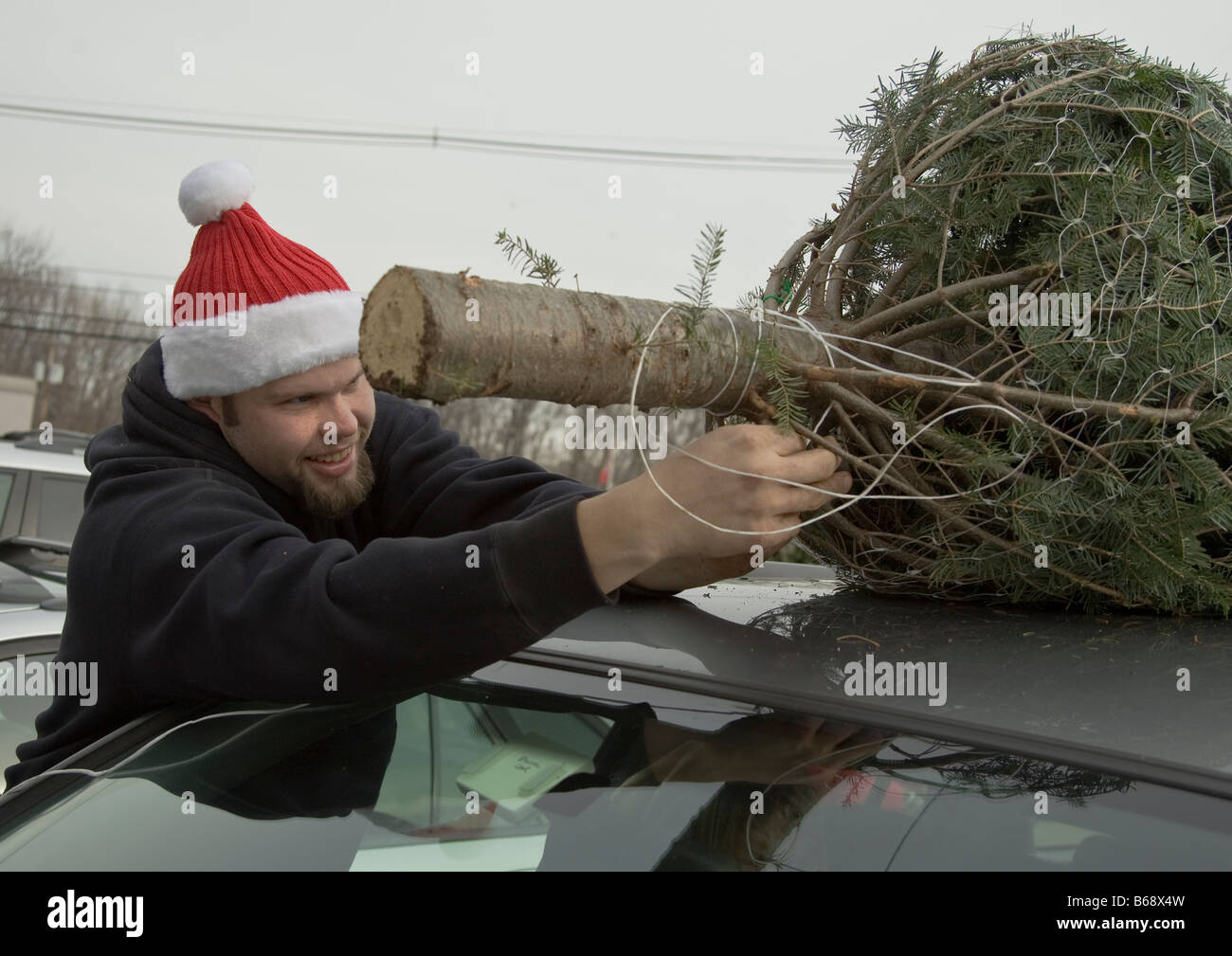 Man tying a Christmas tree to the top of a car Stock Photo Alamy