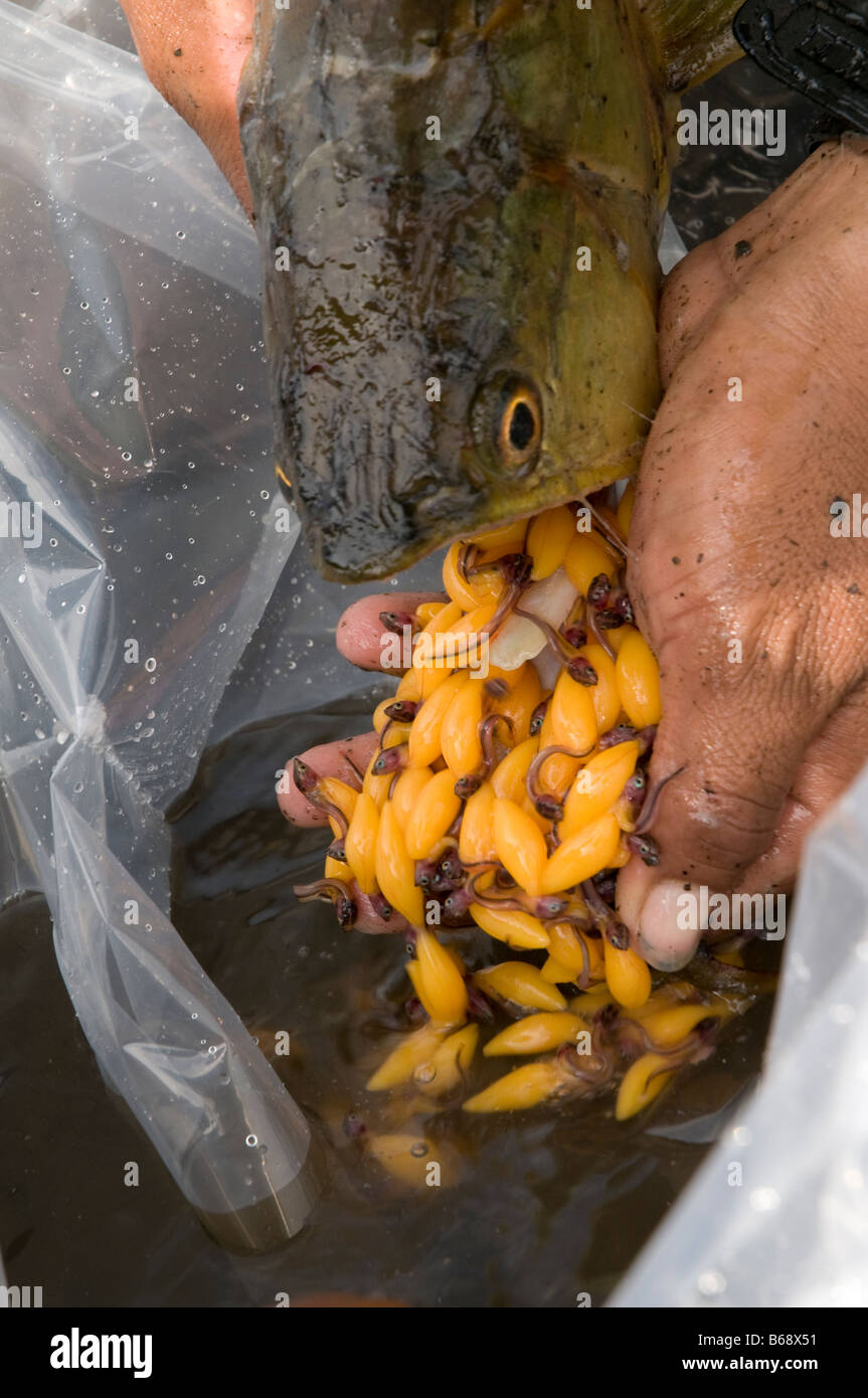Arahuana Yolk sac hi-res stock photography and images - Alamy