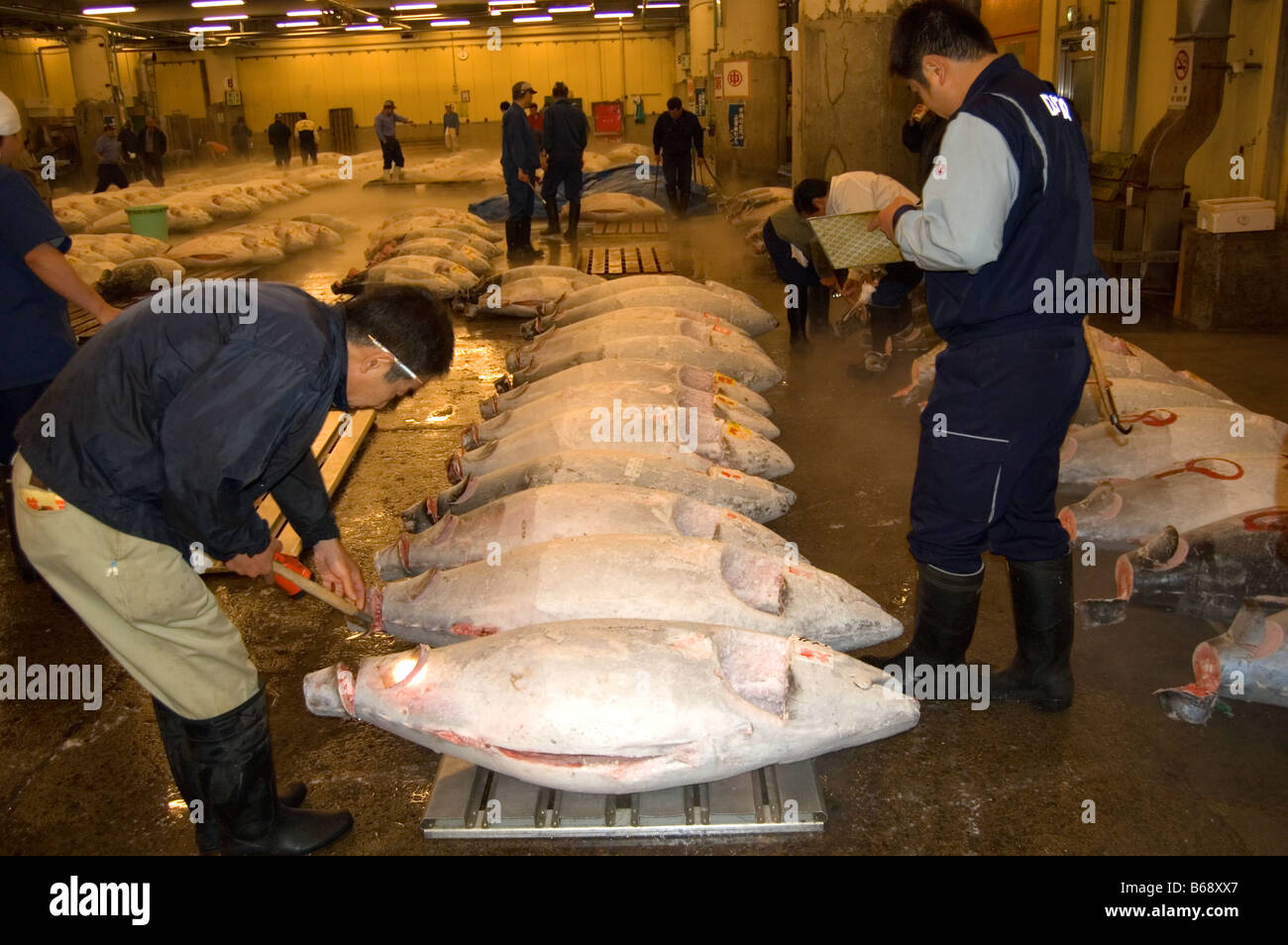 Tuna fish at Tsukiji shijo fish seafood market in Tokyo Japan Stock ...